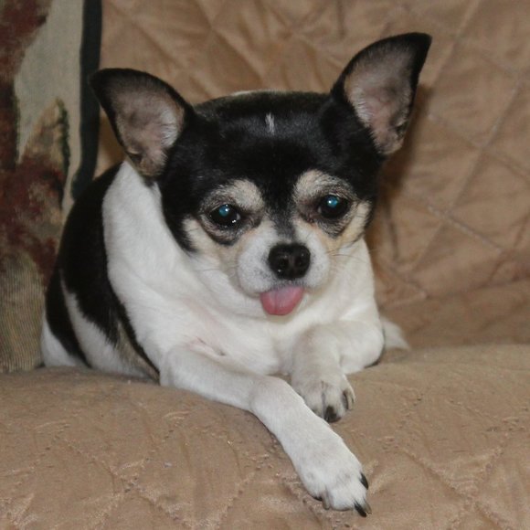 Meet your Posher, Lesa - Picture 2 of 4